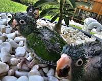 blue-crown-conure-for-sale