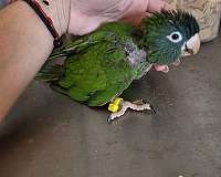 baby-blue-crown-conure-for-sale