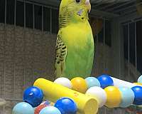 parakeet-for-sale