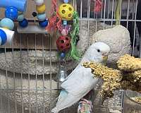 albino-parakeet-for-sale