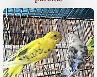 blue-parakeet-for-sale