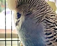 parakeet-for-sale