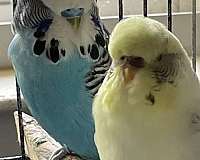 parakeet-for-sale-in-morganton-nc