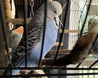 adult-parakeet-for-sale