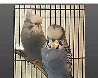 blue-yellow-parakeet-for-sale