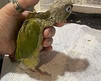 conure-for-sale