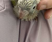 conure-for-sale-in-jacksonville-fl