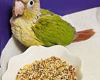 conure-for-sale