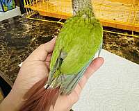 conure-for-sale-in-north-hollywood-ca