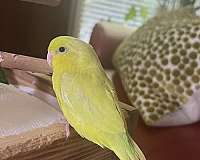 parrotlet-for-sale-in-georgia