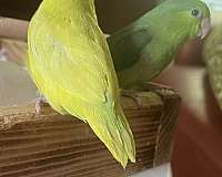 parrotlet-for-sale