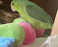 baby-parrotlet-for-sale