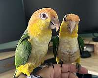 white-bellied-caique-for-sale-in-fishers-in