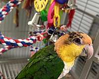 bonded-pair-caique-white-bellied-caique-for-sale