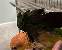 white-bellied-caique-for-sale