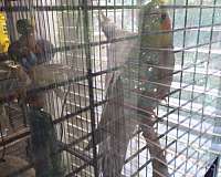 pied-bird-for-sale-in-lawrenceville-ga