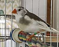 black-pied-bird-adoption