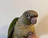 conure-for-sale-in-mountain-iron-mn