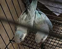 parrot-for-sale