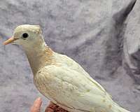 albino-dove-for-sale