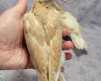 pearl-dove-for-sale