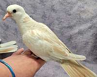 pied-dove-for-sale