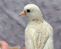 dove-for-sale