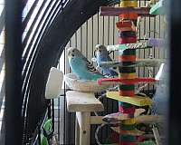 budgerigar-parakeet-for-sale-in-stony-point-nc