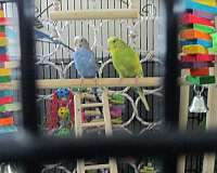 blue-yellow-bird-for-sale-in-stony-point-nc