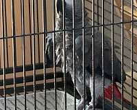 african-grey-parrot-for-sale