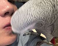 african-grey-parrot-for-sale-in-walnut-ca