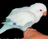 cobalt-white-quaker-parrots-for-sale