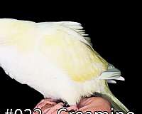 cobalt-white-companion-bird-for-sale