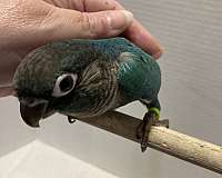 green-cheek-conure-for-sale