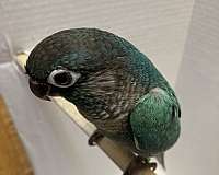 blue-green-cheek-conure-for-sale