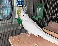 cockatiel-for-sale-in-morristown-tn