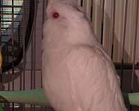 young-bird-for-sale-in-morristown-tn