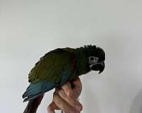 macaw-for-sale-in-lakewood-ranch-fl