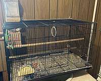 finch-for-sale