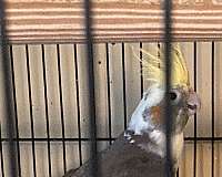 cockatiel-for-sale