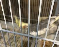 female-bird-for-sale-in-carencro-la