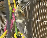 adult-bird-for-sale-in-carencro-la