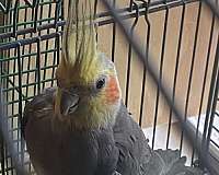 cockatiel-for-sale-in-carencro-la