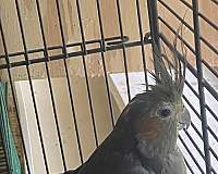 bird-for-sale-in-carencro-la