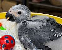 congo-african-grey-parrot-for-sale