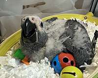 congo-african-grey-parrot-for-sale-in-longwood-fl