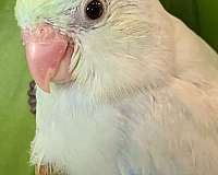 white-parrotlet-for-sale