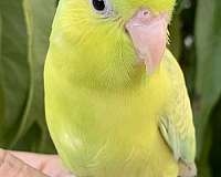 parrotlet-for-sale