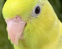 blue-parrotlet-for-sale