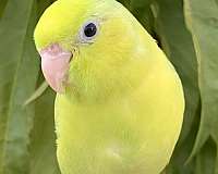 green-parrotlet-for-sale